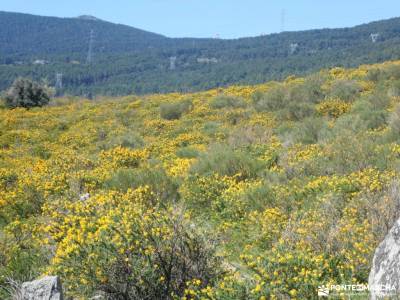 En amarillo, Floración del Cambroño; selva irati rutas charco del cura rutas por sierra de madrid ru